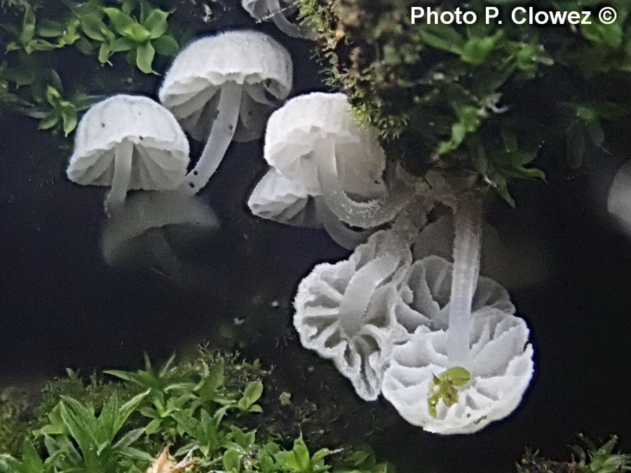 Mycena clavularis