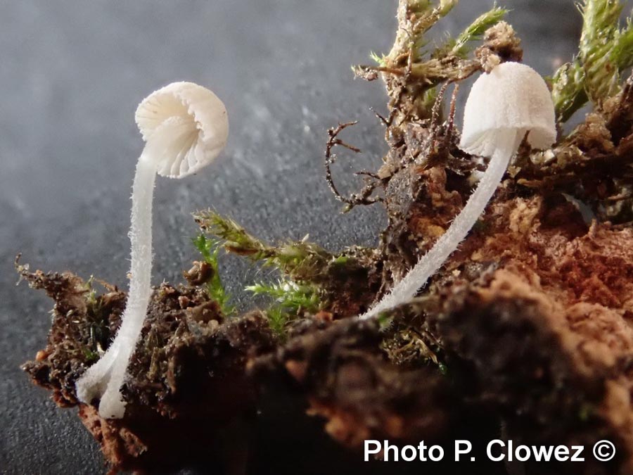 Mycena corynephora