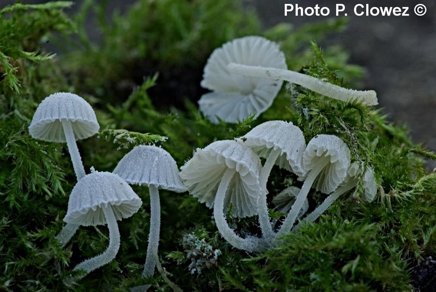 Mycena corynephora