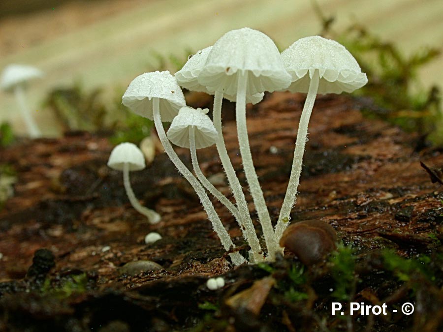 Mycena corynephora