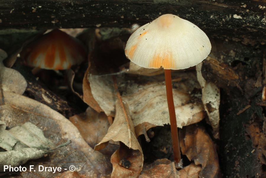 Mycena crocata