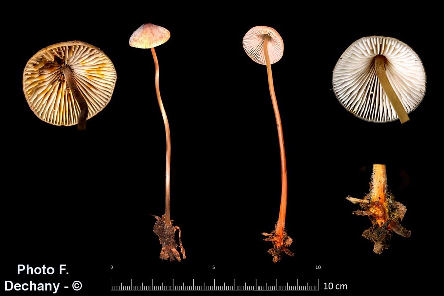 Mycena crocata