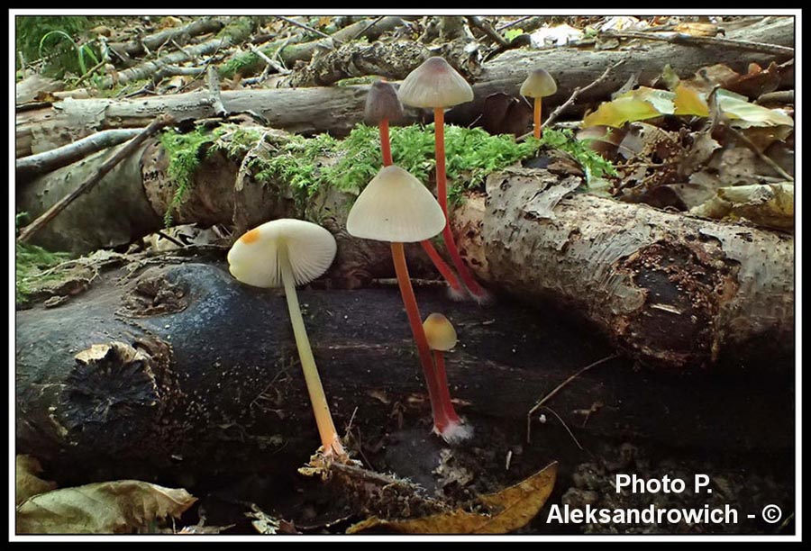 Mycena crocata