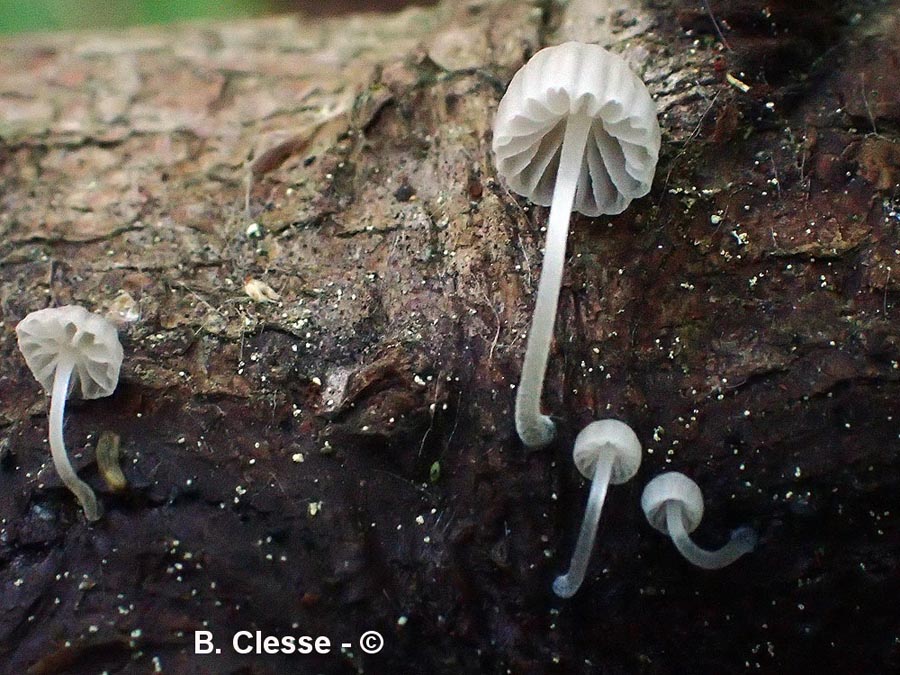 Mycena cyanorhiza