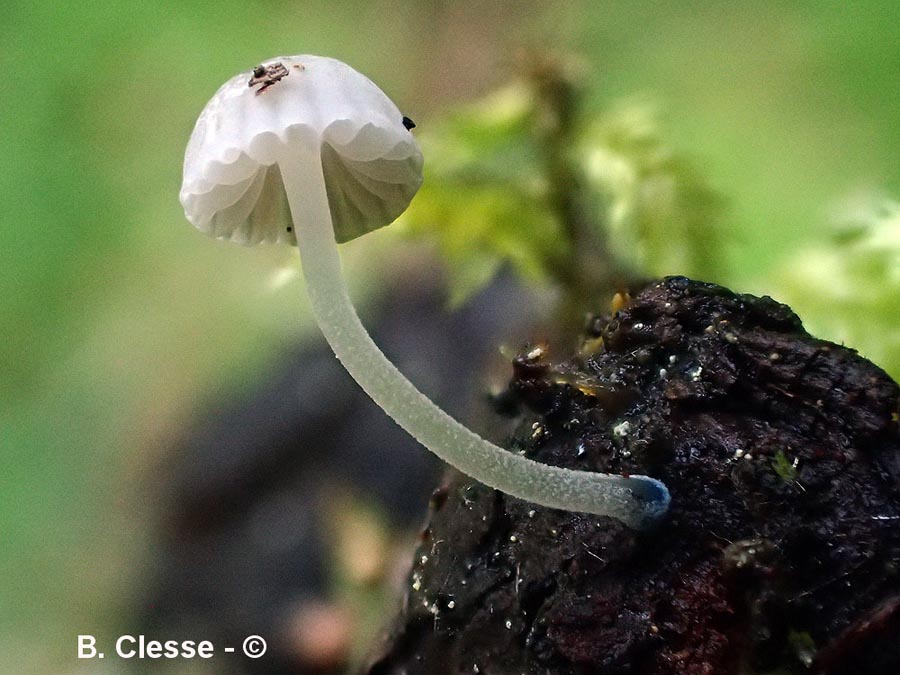 Mycena cyanorhiza