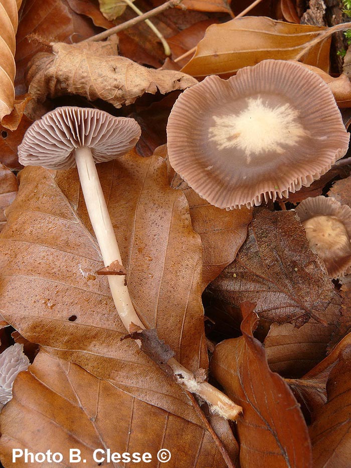 Mycena diosma