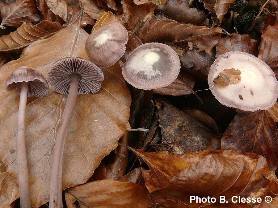 Mycena diosma