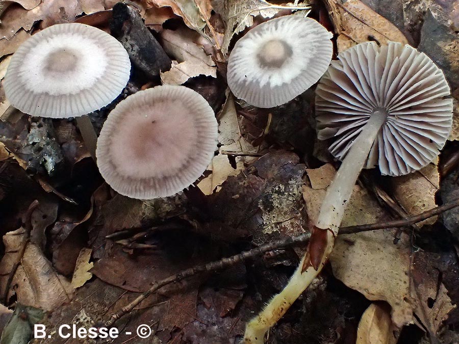 Mycena amicta