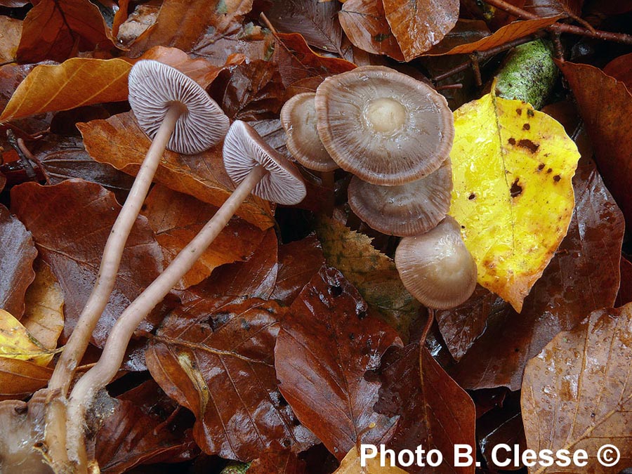 Mycena diosma