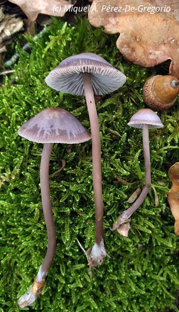 Mycena diosma