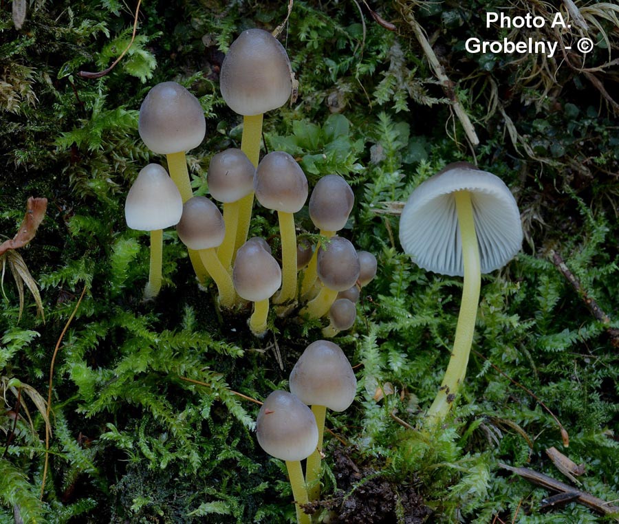 Mycena epipterygia