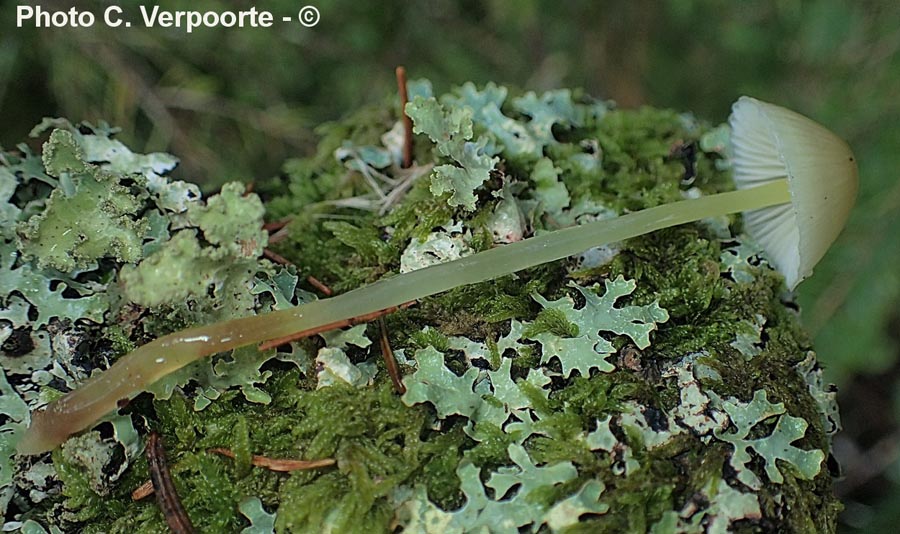 Mycena epipterygia