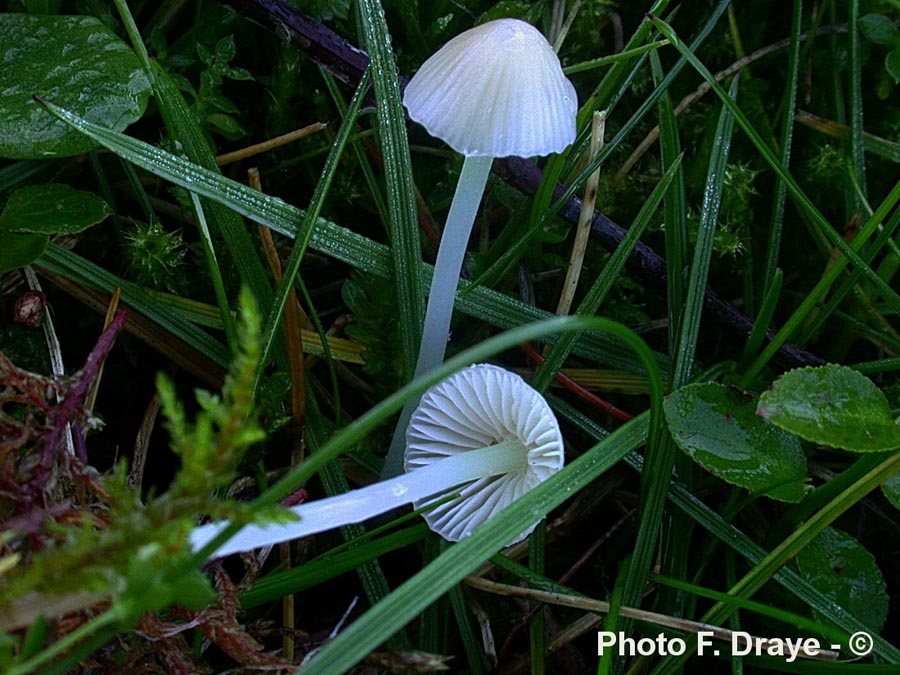 Mycena epipterygia