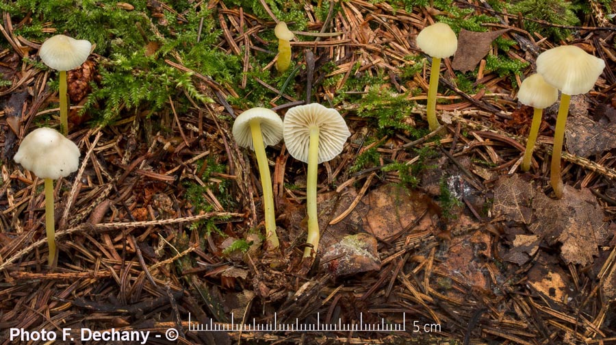 Mycena epipterygia