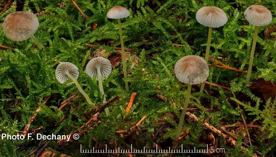 Mycena epipterygia