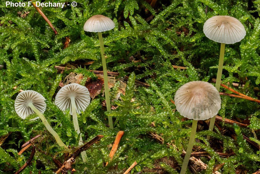 Mycena epipterygia