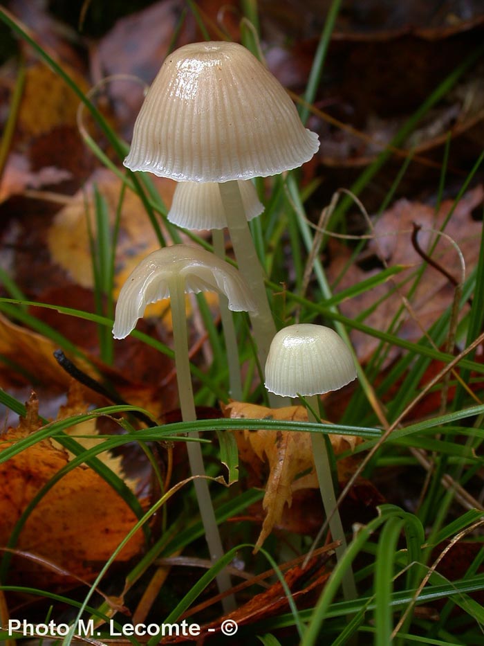 Mycena epipterygia