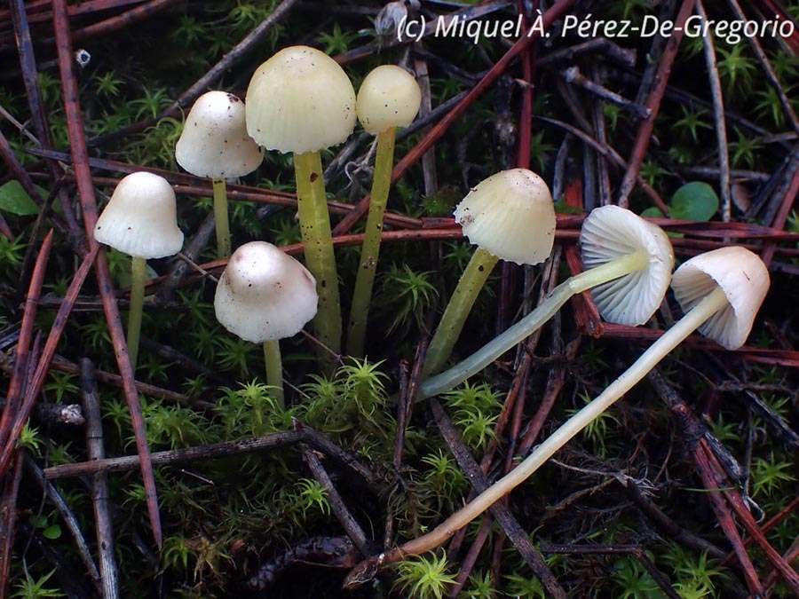 Mycena epipterygia