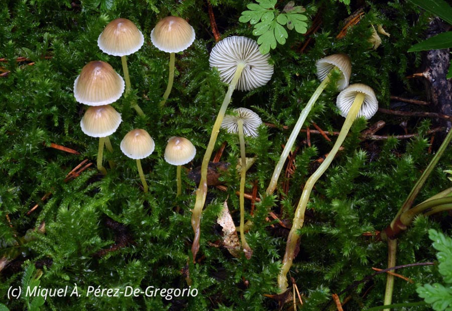 Mycena epipterygia