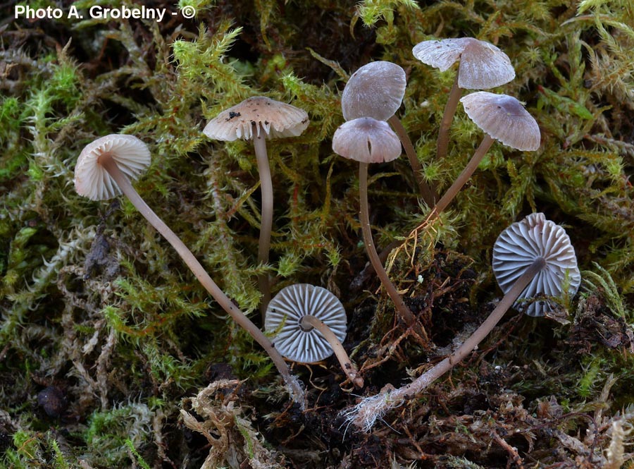 Mycena erubescens