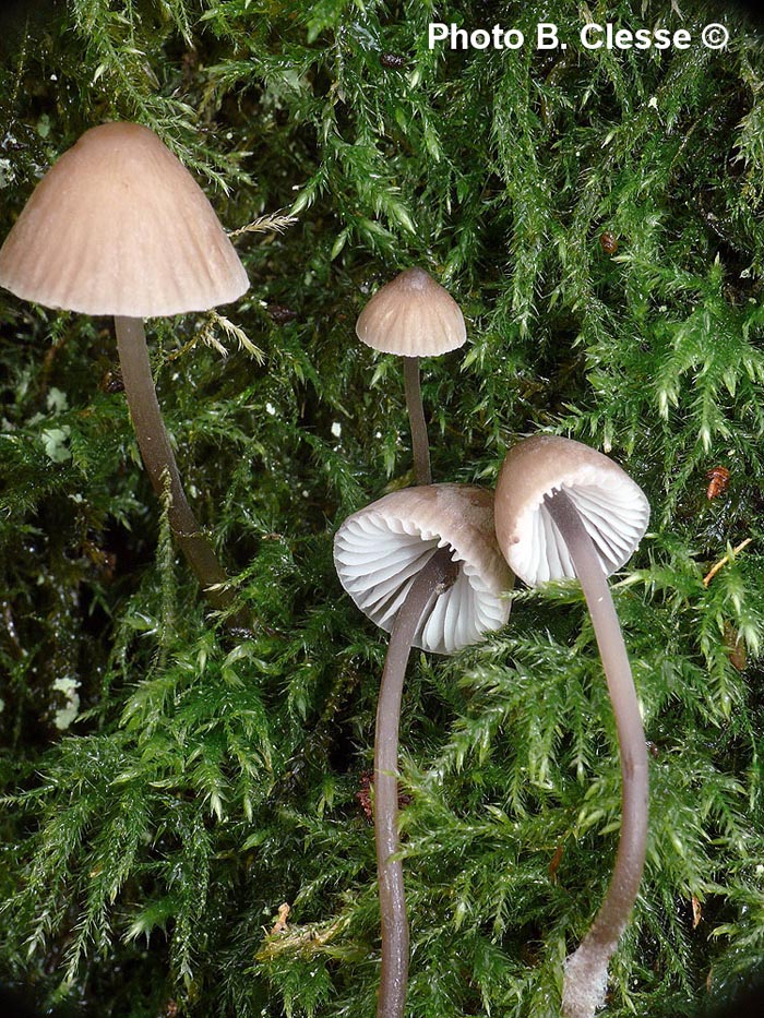 Mycena erubescens