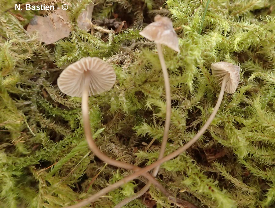 Mycena erubescens