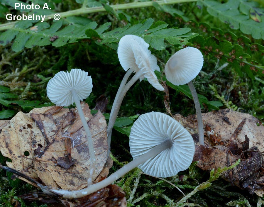 Mycena fagetorum