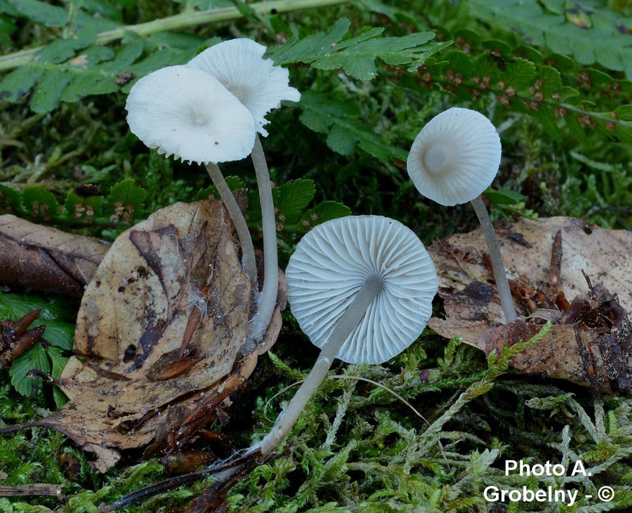 Mycena fagetorum