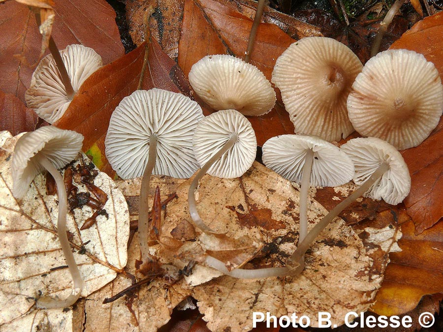 Mycena fagetorum