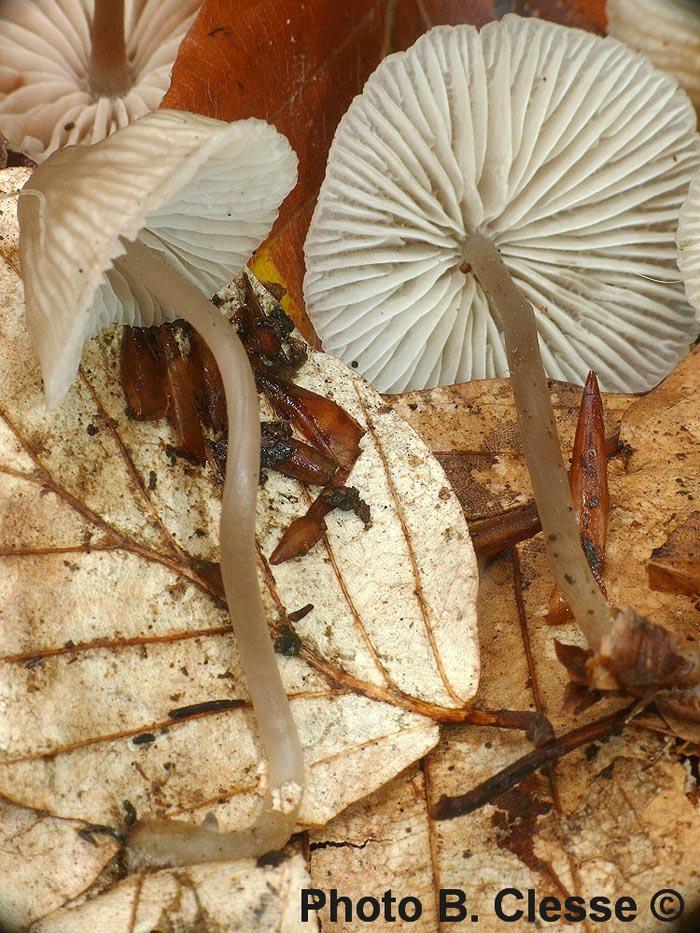 Mycena fagetorum