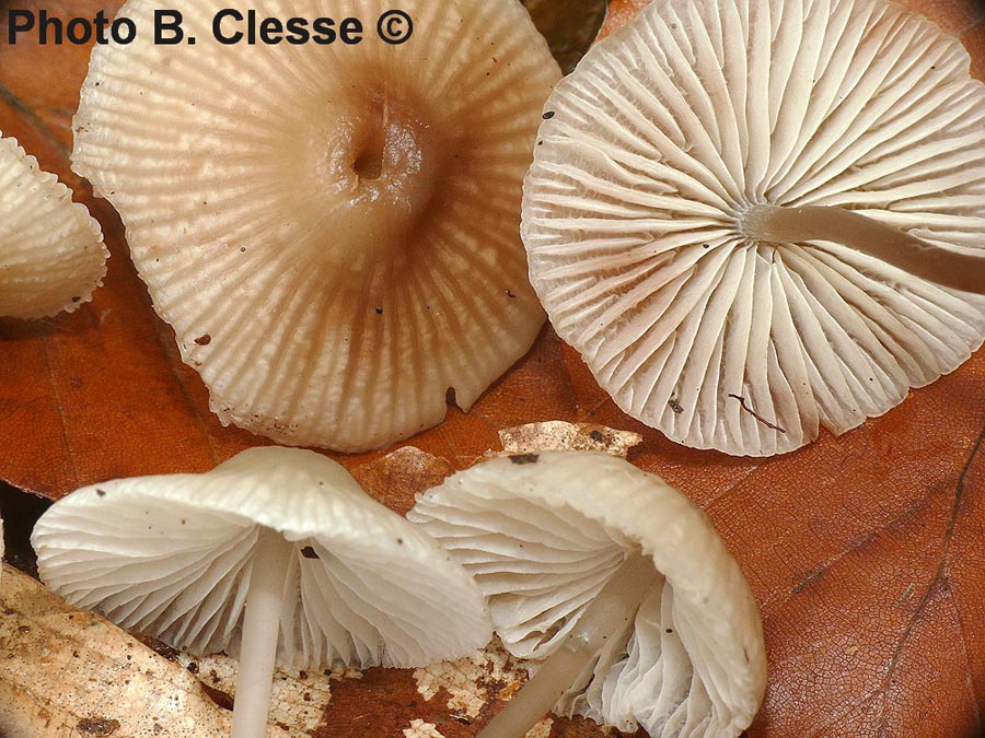 Mycena fagetorum