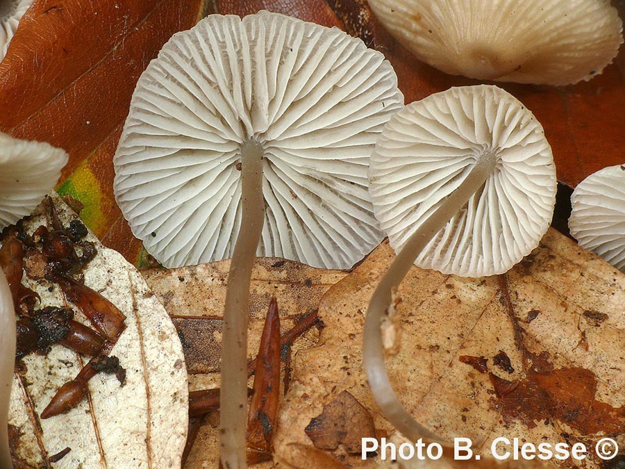 Mycena fagetorum