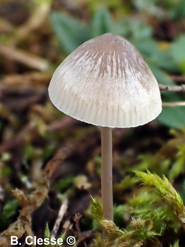 Mycena filopes