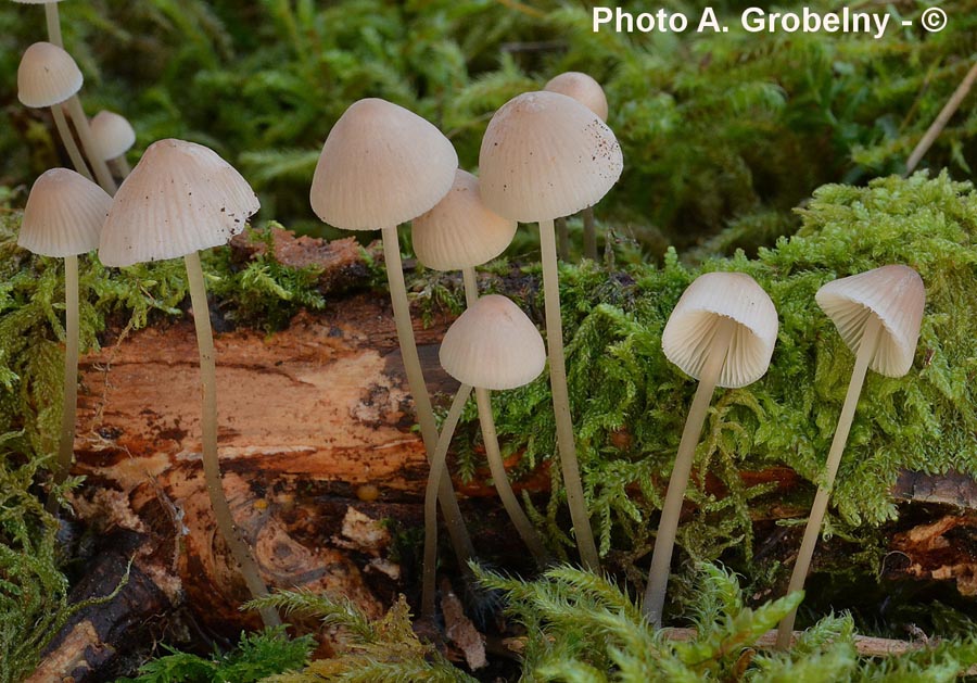 Mycena filopes