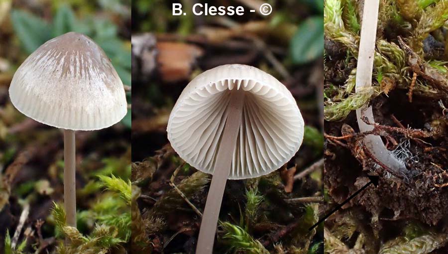 Mycena filopes