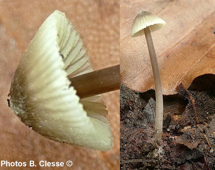 Mycena flavescens