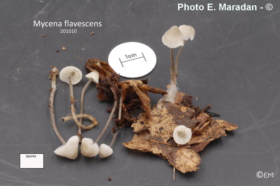 Mycena flavescens