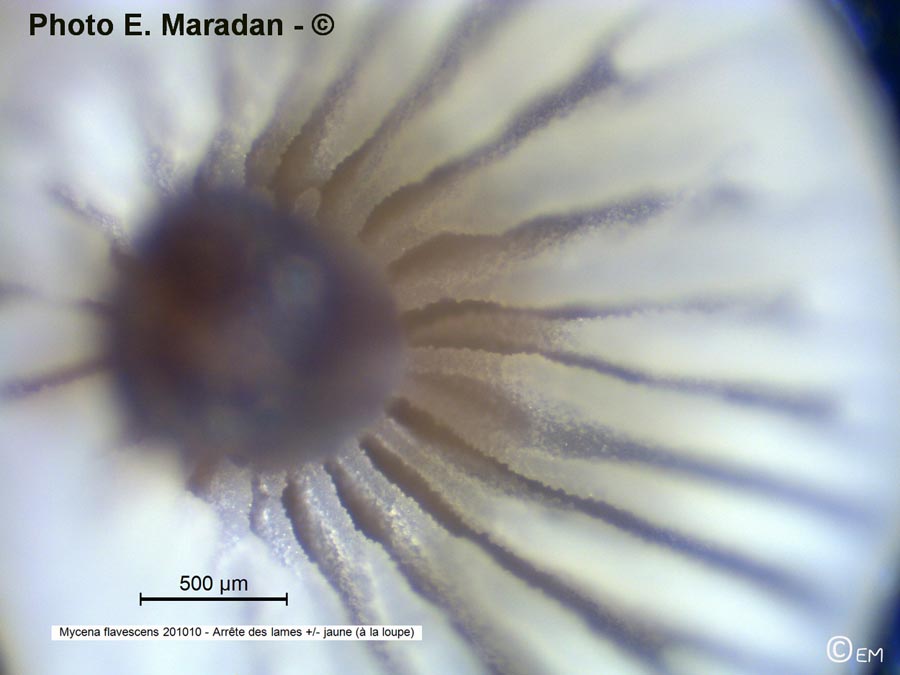 Mycena flavescens