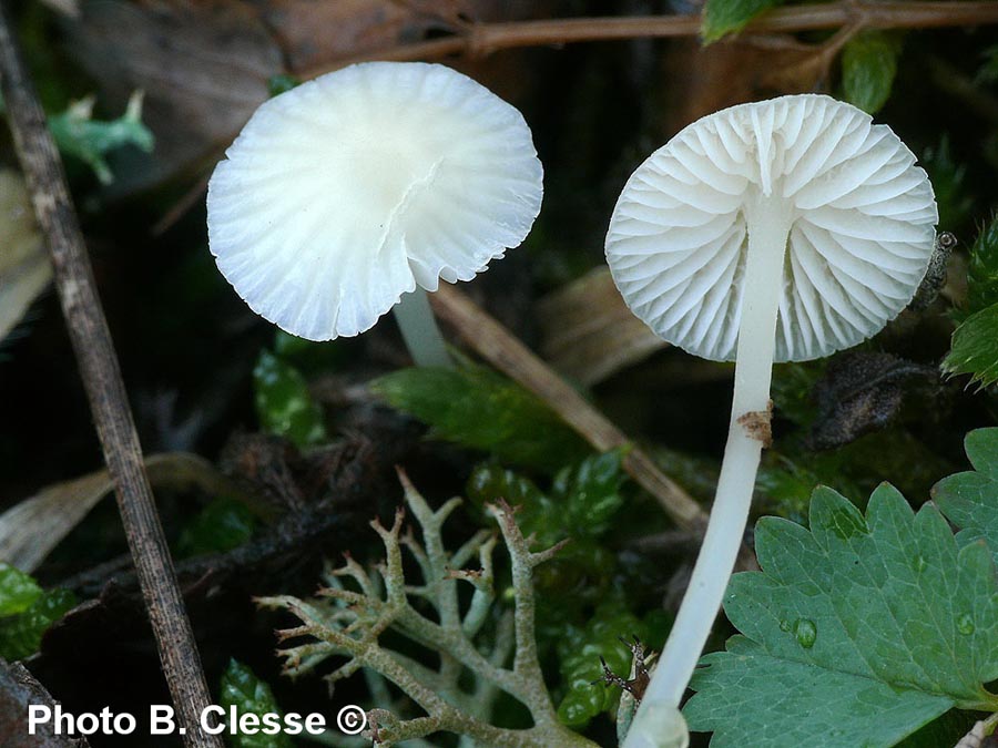 Mycena flavoalba