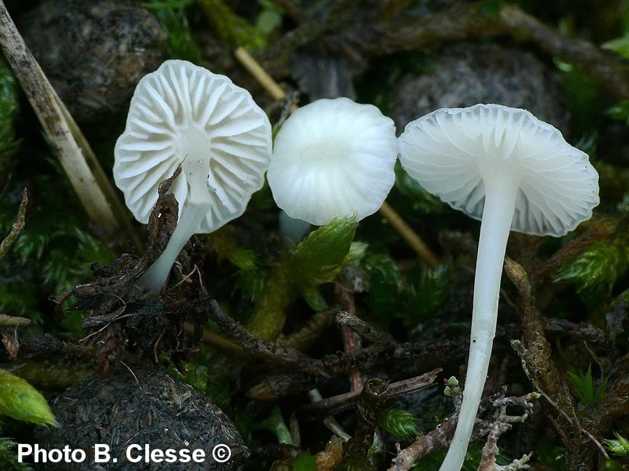 Mycena flavoalba