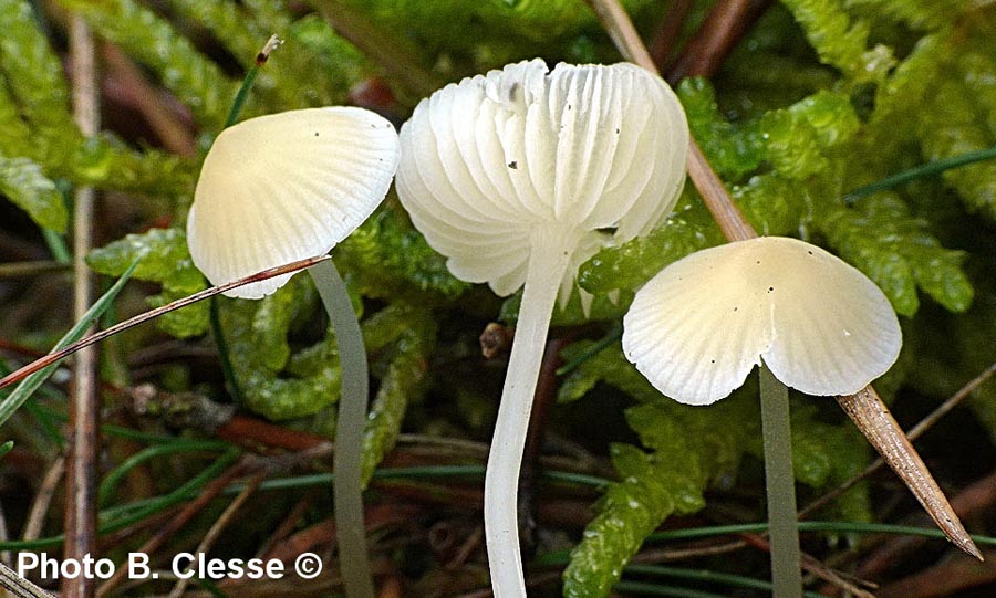 Mycena flavoalba