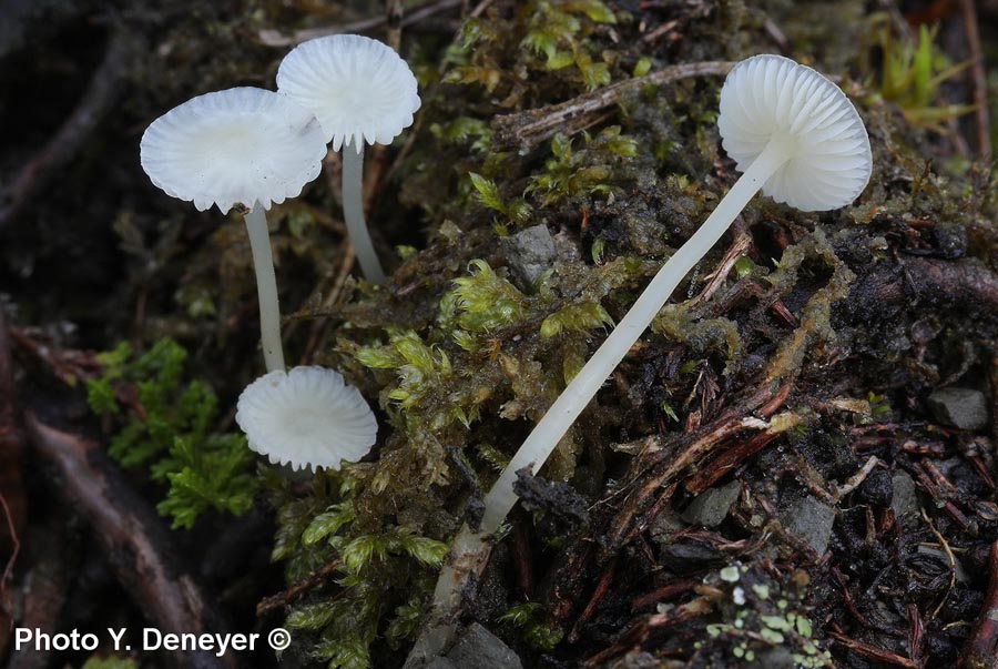 Mycena flavoalba