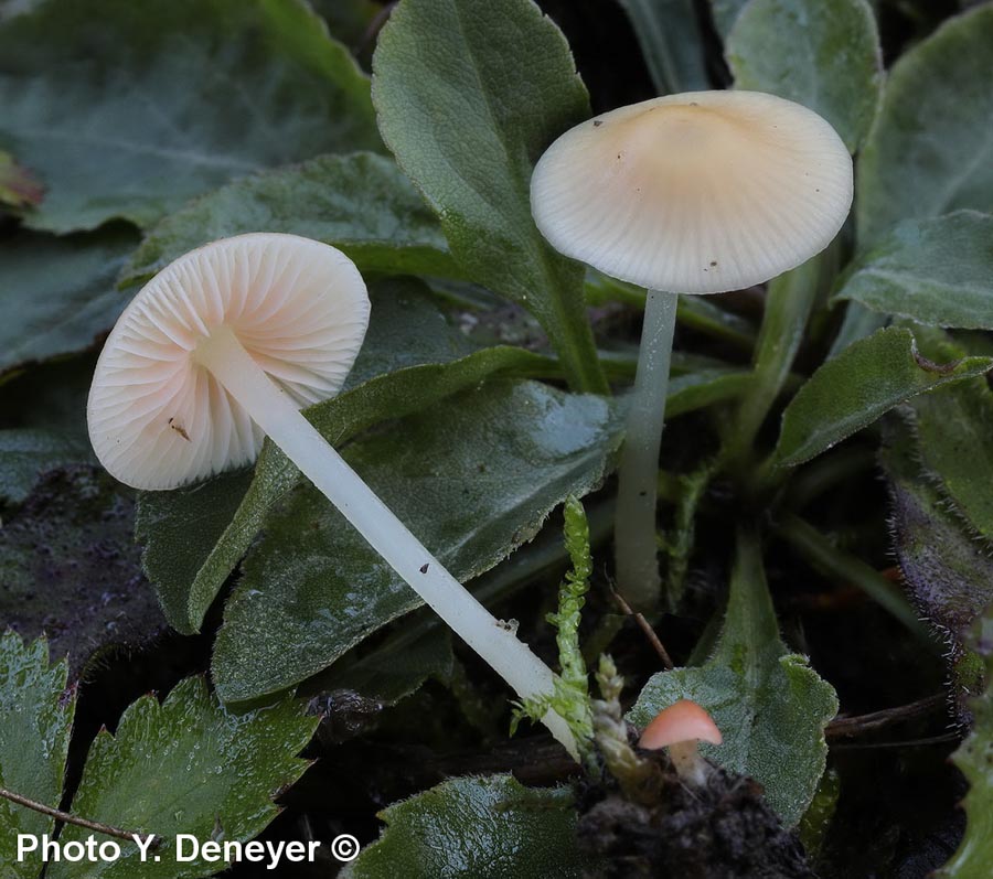 Mycena flavoalba