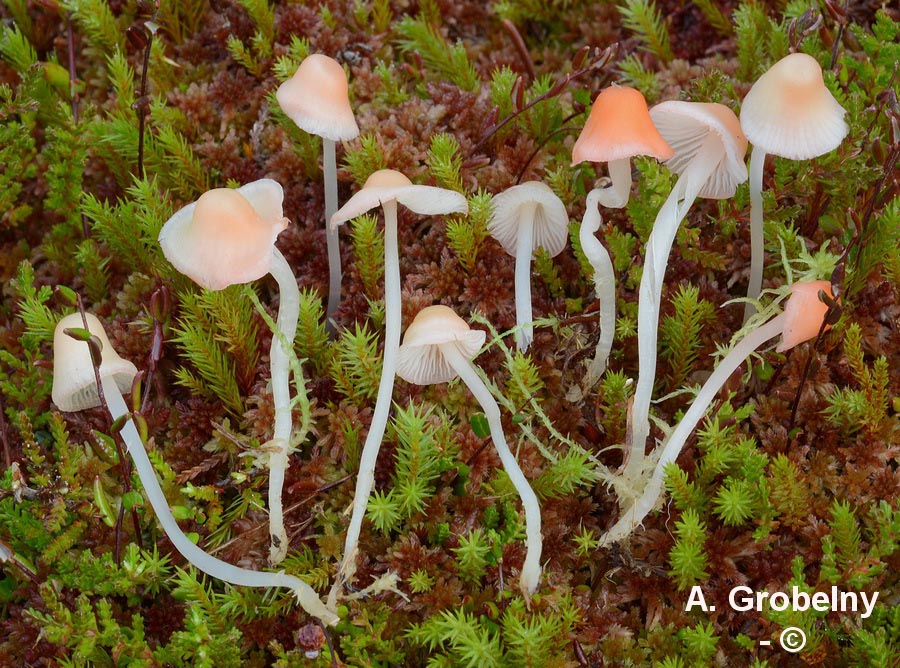 Mycena floridula