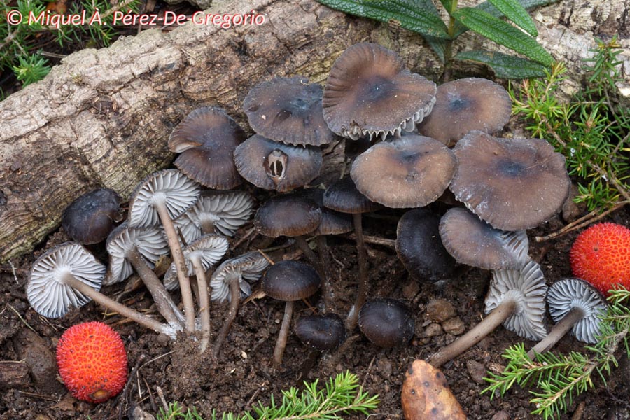 Mycena fontqueri