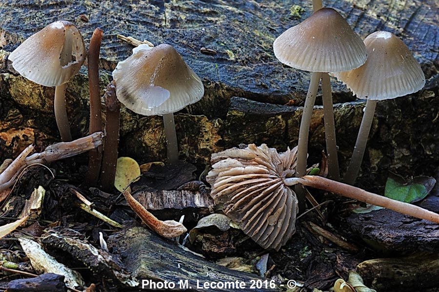 Mycena galericulata