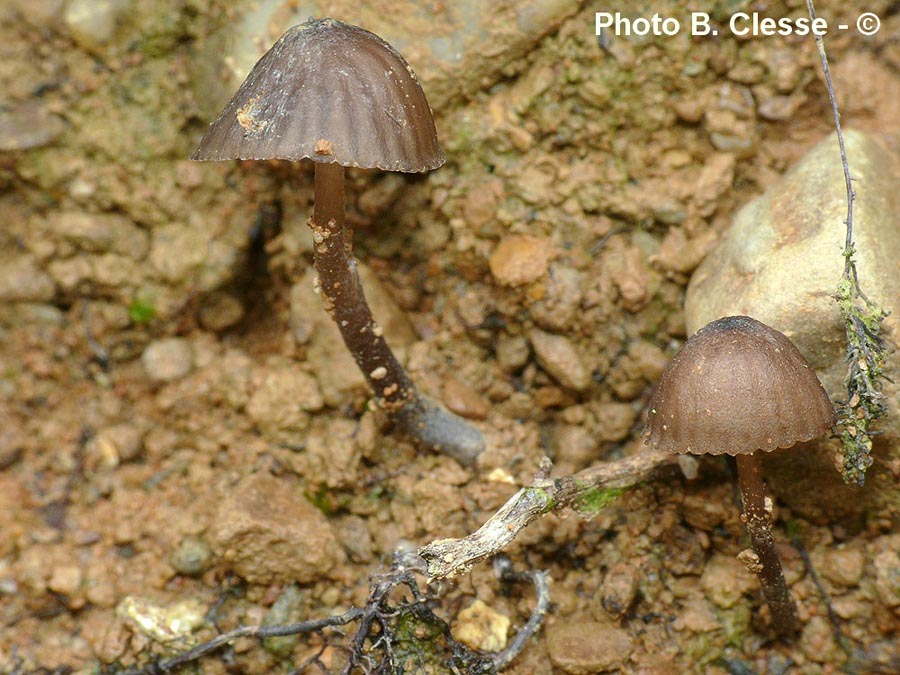 Mycena galopus