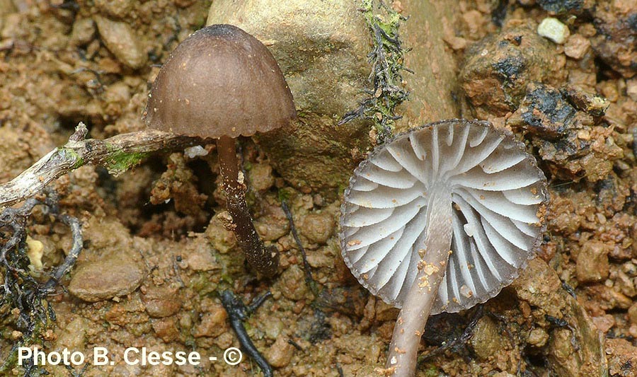 Mycena galopus