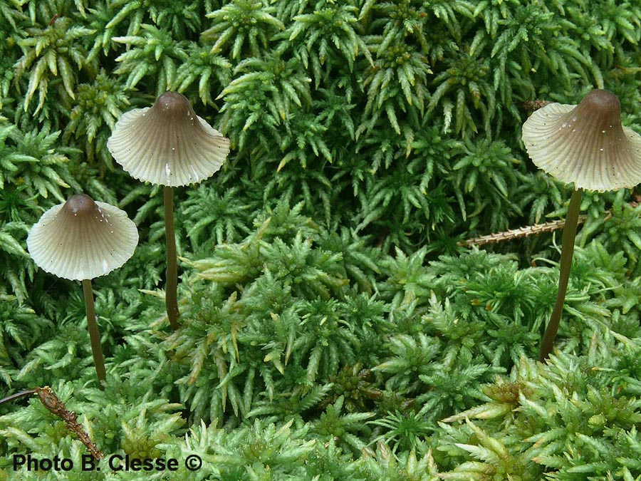 Mycena galopus