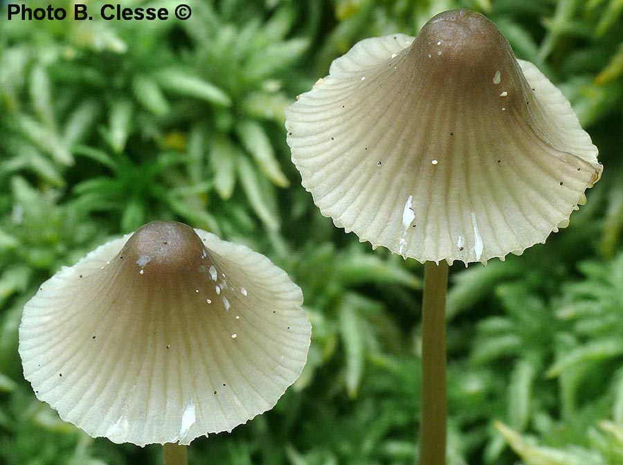 Mycena galopus